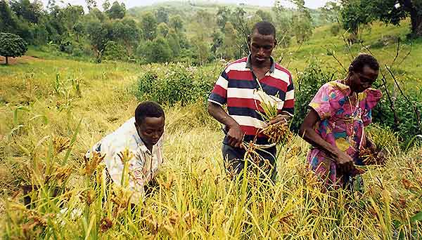 FANTA’s Francis Muhanguzi’s family members harvest millet from the family farm in Uganda. 