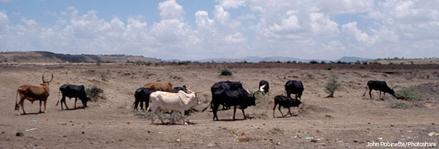 Cattle attempt to graze in parched agricultural land between the capital of Addis Ababa and the town of Nazret, Ethiopia. This now barren landscape had been forest in the 1970's. Copyright John Robinette, Photoshare