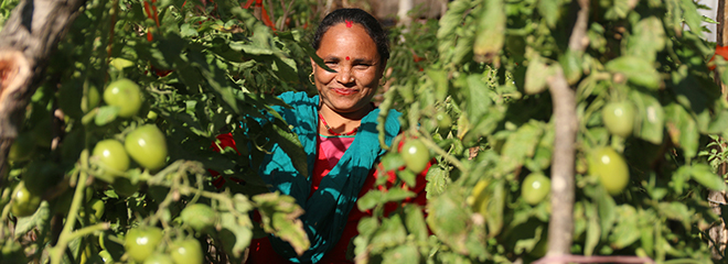 Woman stands among tomato plants.