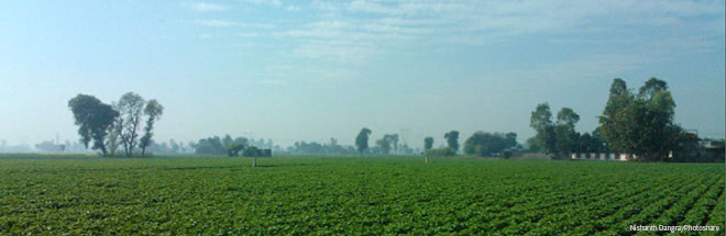 Photo of green fields.