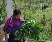Guatemalan woman outside holding a lot of leafy greens.