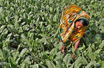 Woman harvesting field of greens by hand