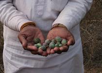 Pair of hands holding green berries.