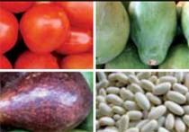photos of various produce