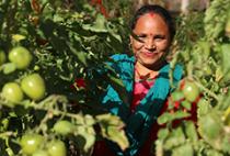 Woman stands among tomato plants